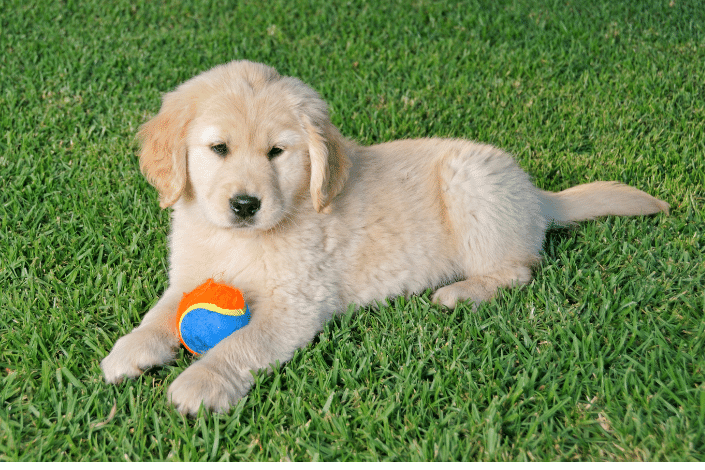 filhote golden retriever