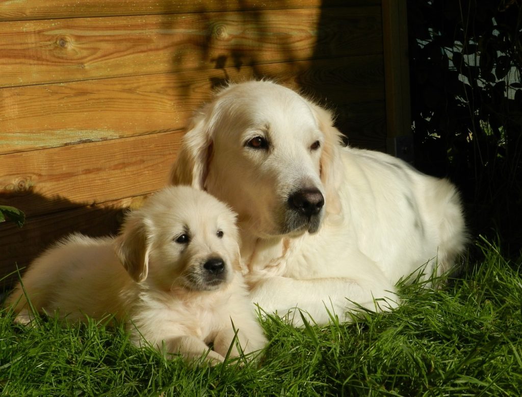 golden retriever