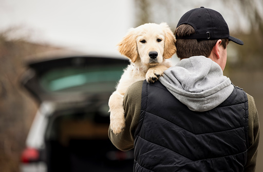 Golden Retriever