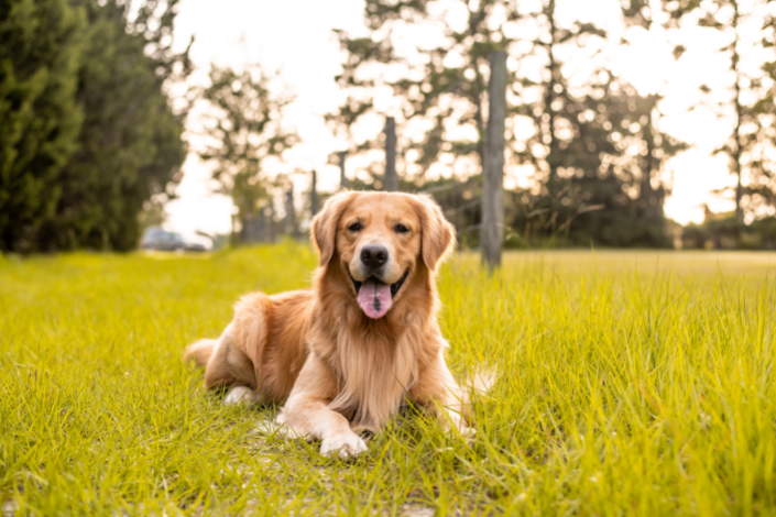 Golden Retriever