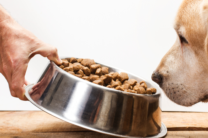 Alimentação Golden Retriever