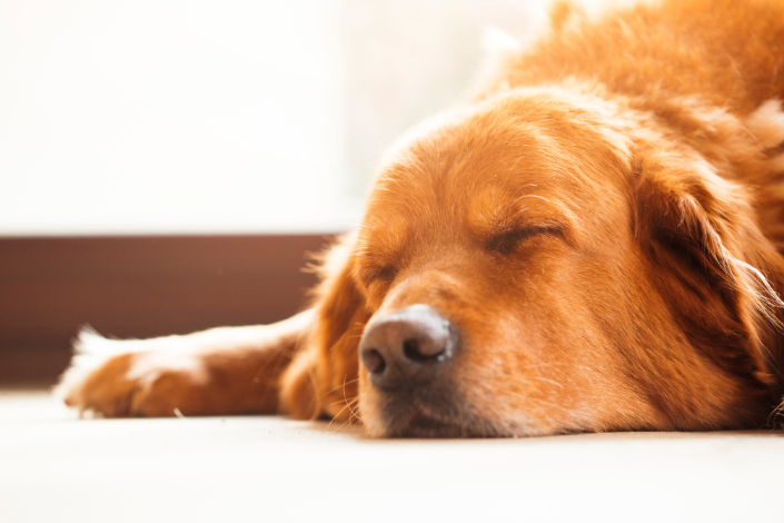 Hepatite Golden Retriever