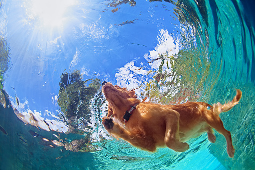 pet na piscina