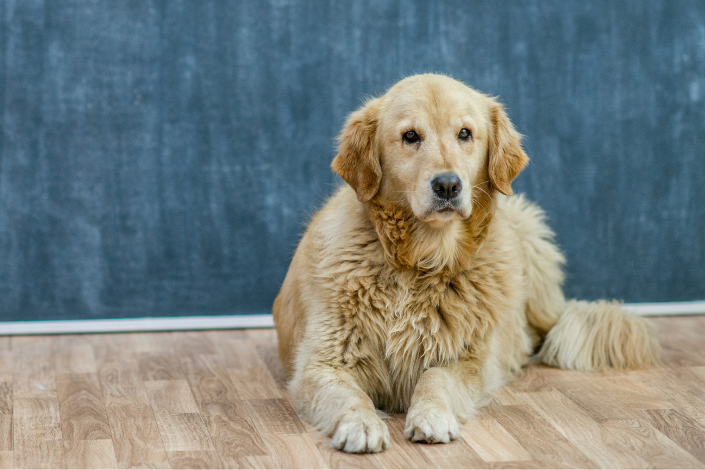 Ter um Golden em apartamento: é possível e como garantir o bem-estar do seu cão!